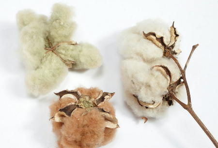 Raw Cotton Natural Hues