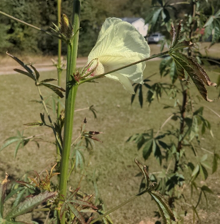 Blooming Kenaf Flower with Troublesome Looking Leaves